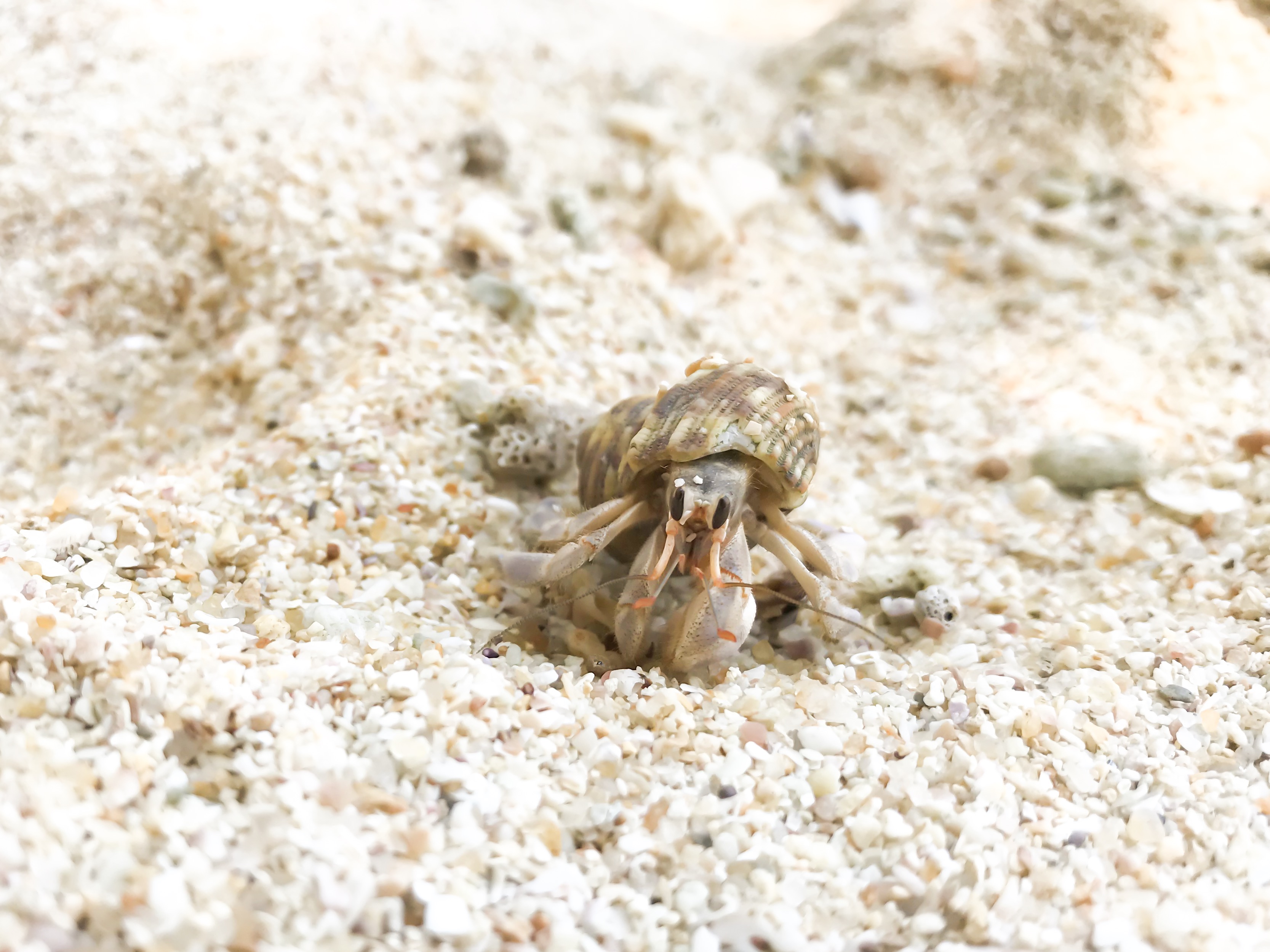 Dreaming of elsewhere sand snail sri lanka