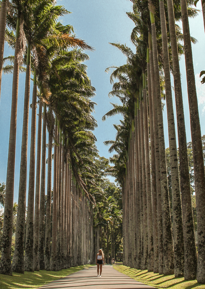 Dreaming of elsewhere peradeniya botanical gardens sri lanka