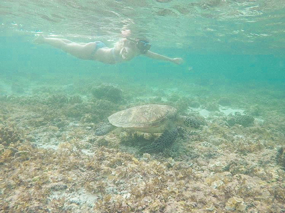 spellbound travels sea turtle moalboal 