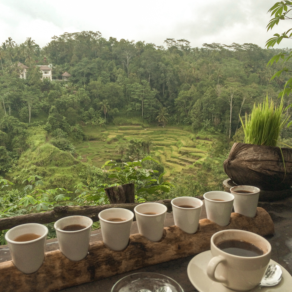 spellbound travels satria coffee plantation bali