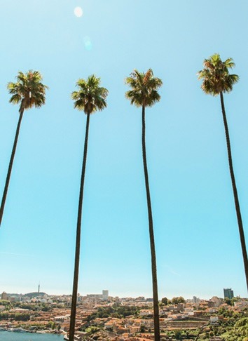 spellbound travels porto palm trees