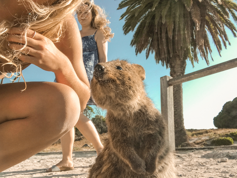 spellbound travels quokka