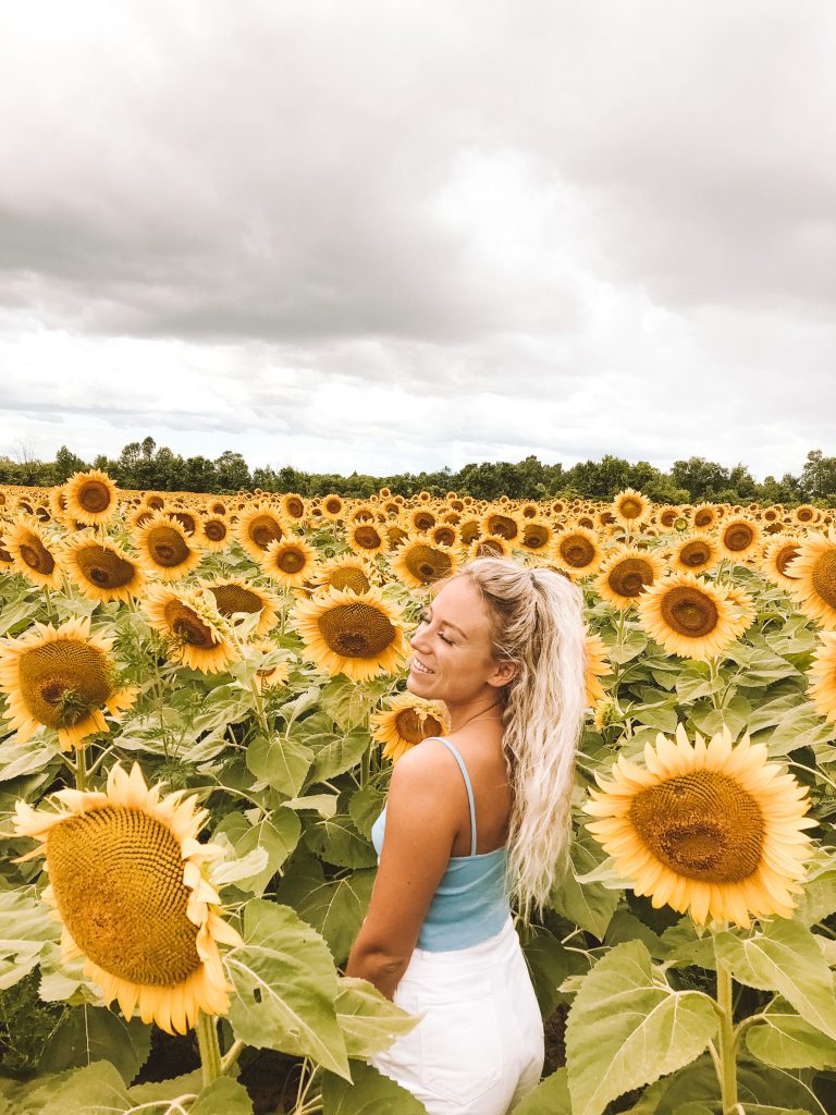 spellbound travels toronto sunflower field