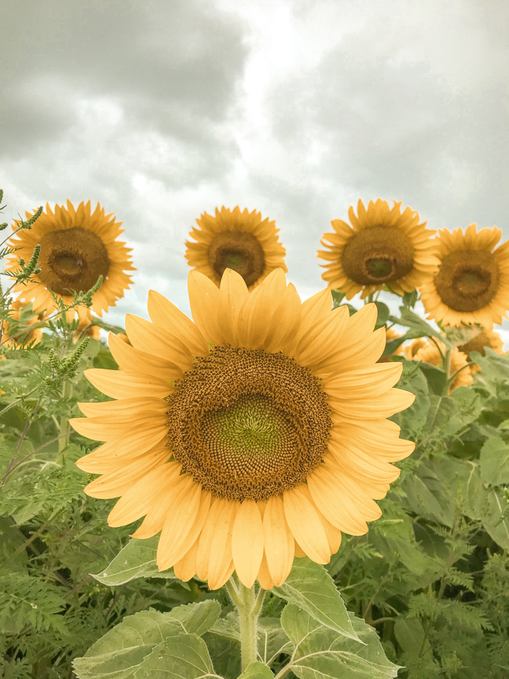 spellbound travels sunflower edwards farm store