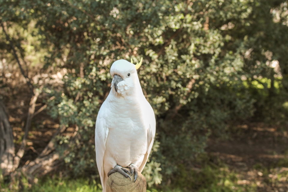 spellbound travels kennet river walk bird melbourne 