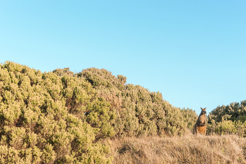 spellbound travels great ocean road kangaroo 